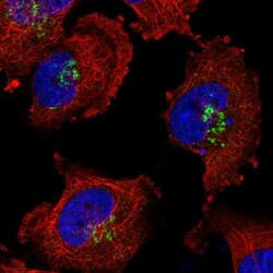 PLEKHA3 Antibody, Novus Biologicals 0.1mL; Unlabeled:Antibodies, Polyclonal